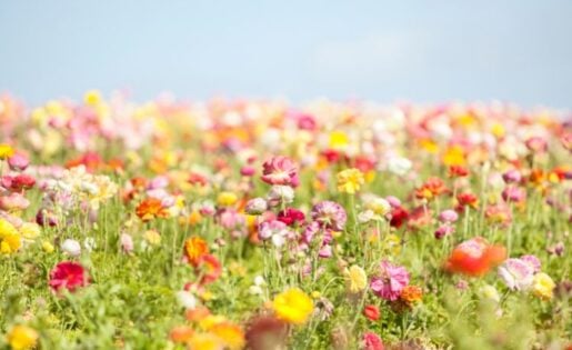 De 5 leukste lente cadeaus voor jouw medewerkers