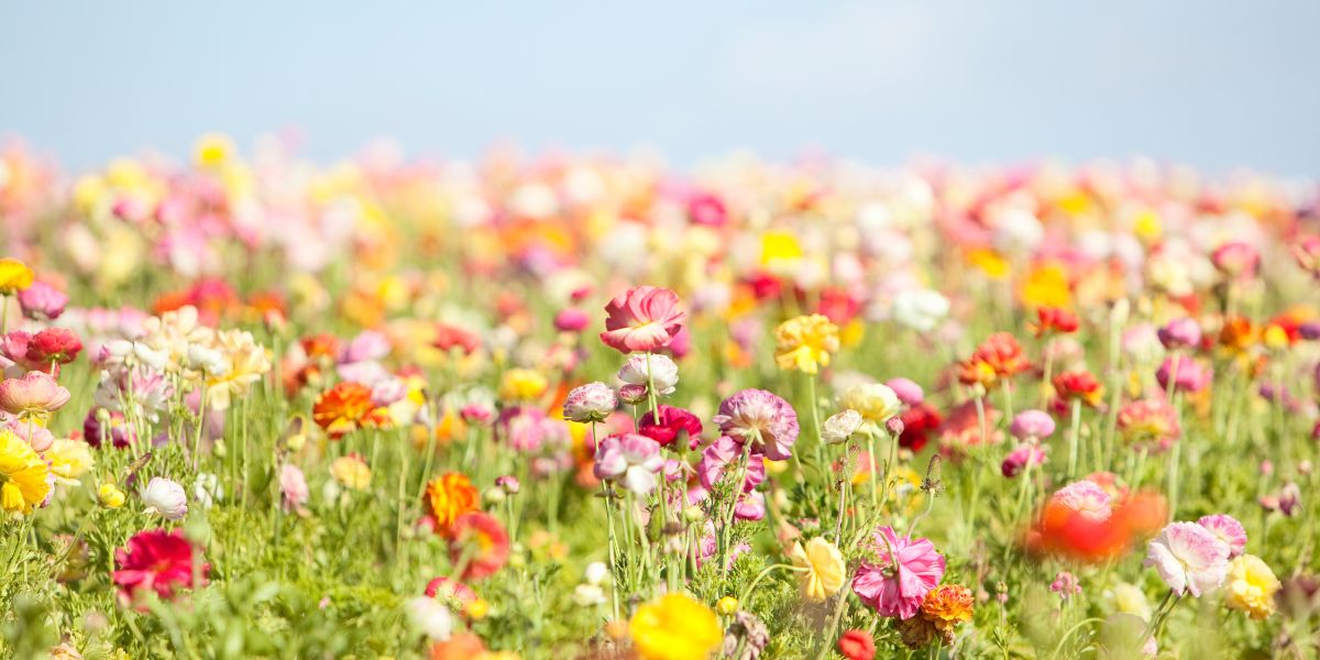 De 5 leukste lente cadeaus voor jouw medewerkers