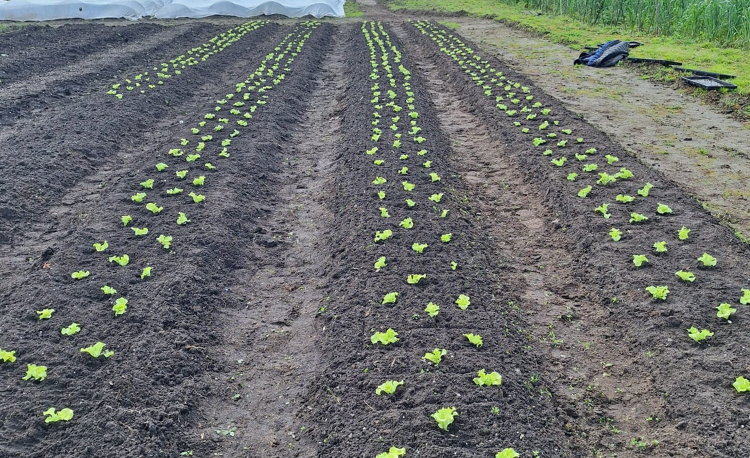 Project van Stichting Present op zorgboerderij