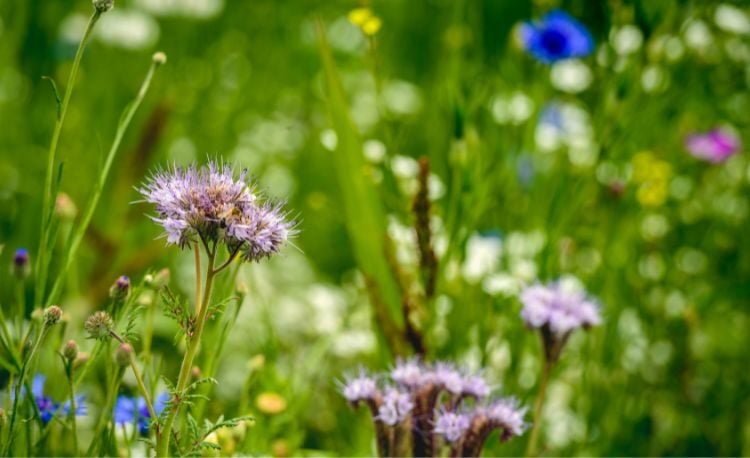 Groen, groener, groenst: Pinkcube start een nieuw project voor meer biodiversiteit